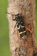 Clytus arietis arietis