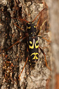 Clytus tropicus 