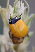Coccinella septempunctata 