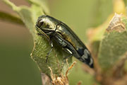Coraebus fasciatus 