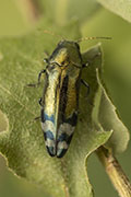 Coraebus fasciatus 