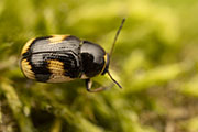 Cryptocephalus moraei 