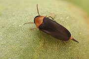 Mordellochroa abdominalis 