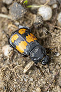 Nicrophorus vespilloides 