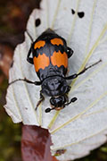 Nicrophorus vespilloides 