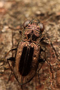 Notiophilus rufipes 