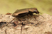 Notiophilus rufipes 