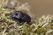 Onthophagus verticicornis 