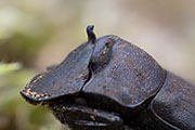 Onthophagus verticicornis 