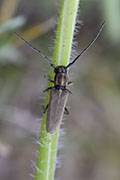 Phytoecia nigricornis nigricornis