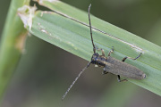 Phytoecia nigricornis nigricornis