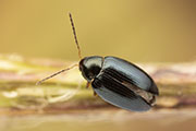 Psylliodes chrysocephalus 