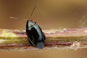 Psylliodes chrysocephalus 