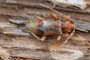 Trichoferus pallidus 