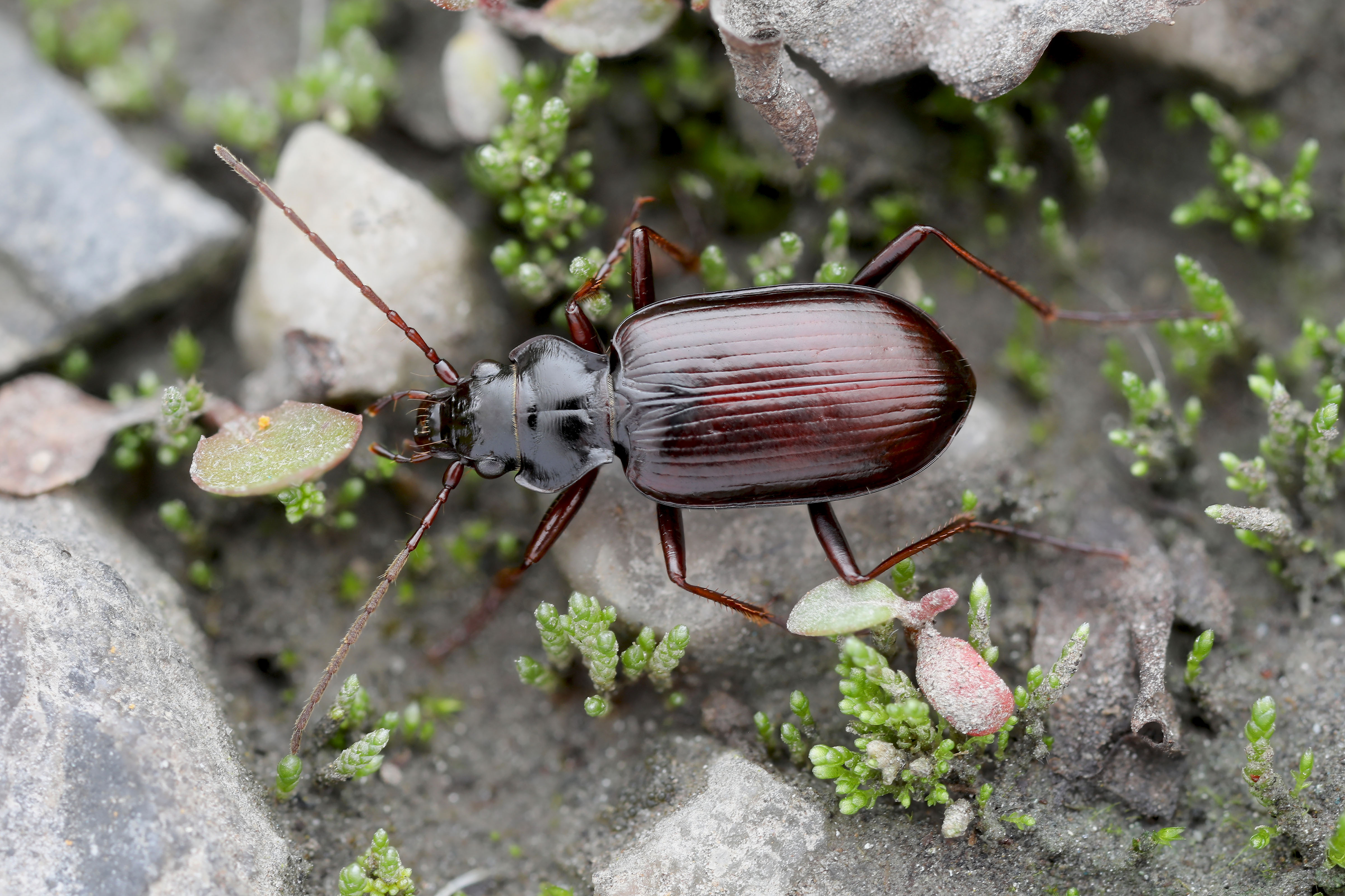 Nebria frigida