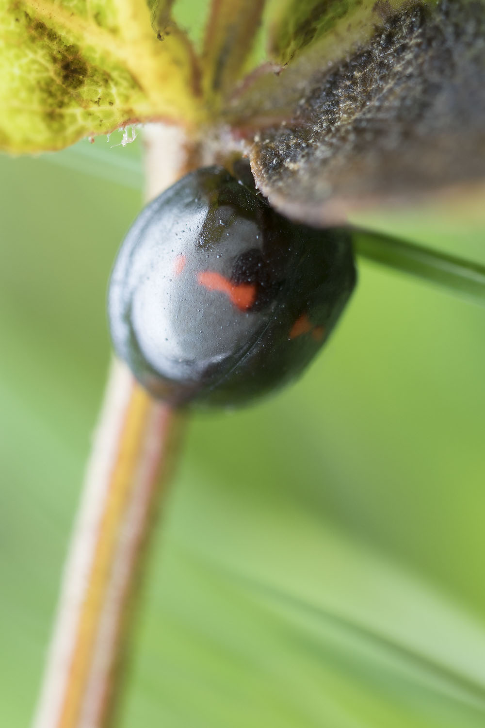 Chilocorus bipustulatus 