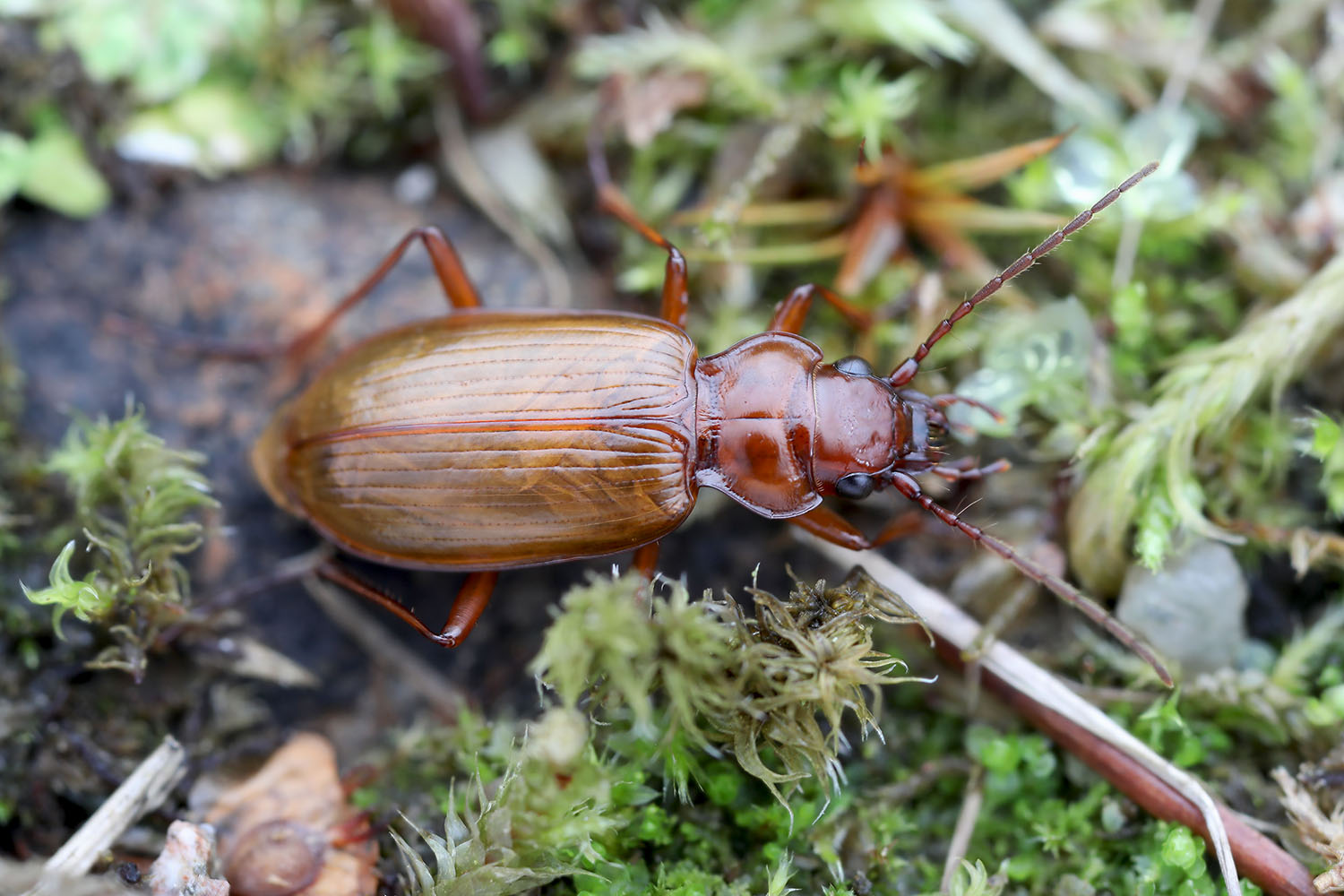 Nebria diversa townsendi