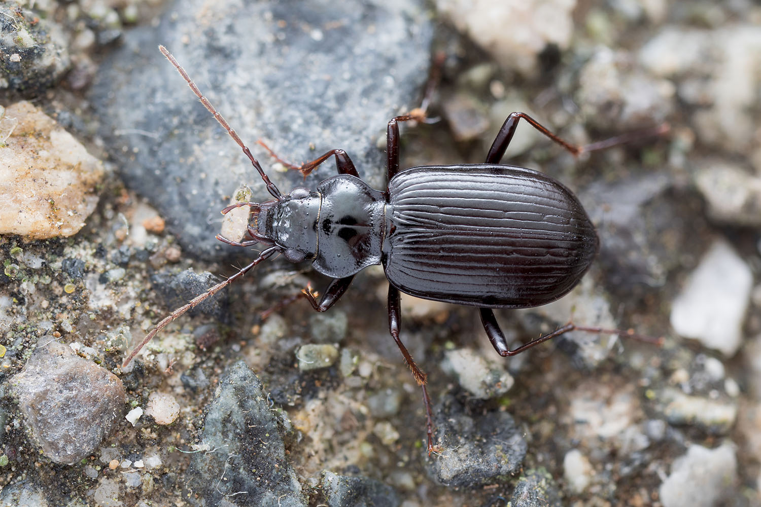 Nebria gyllenhali castanipes