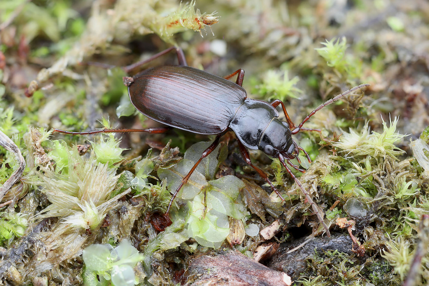 Nebria sp04 