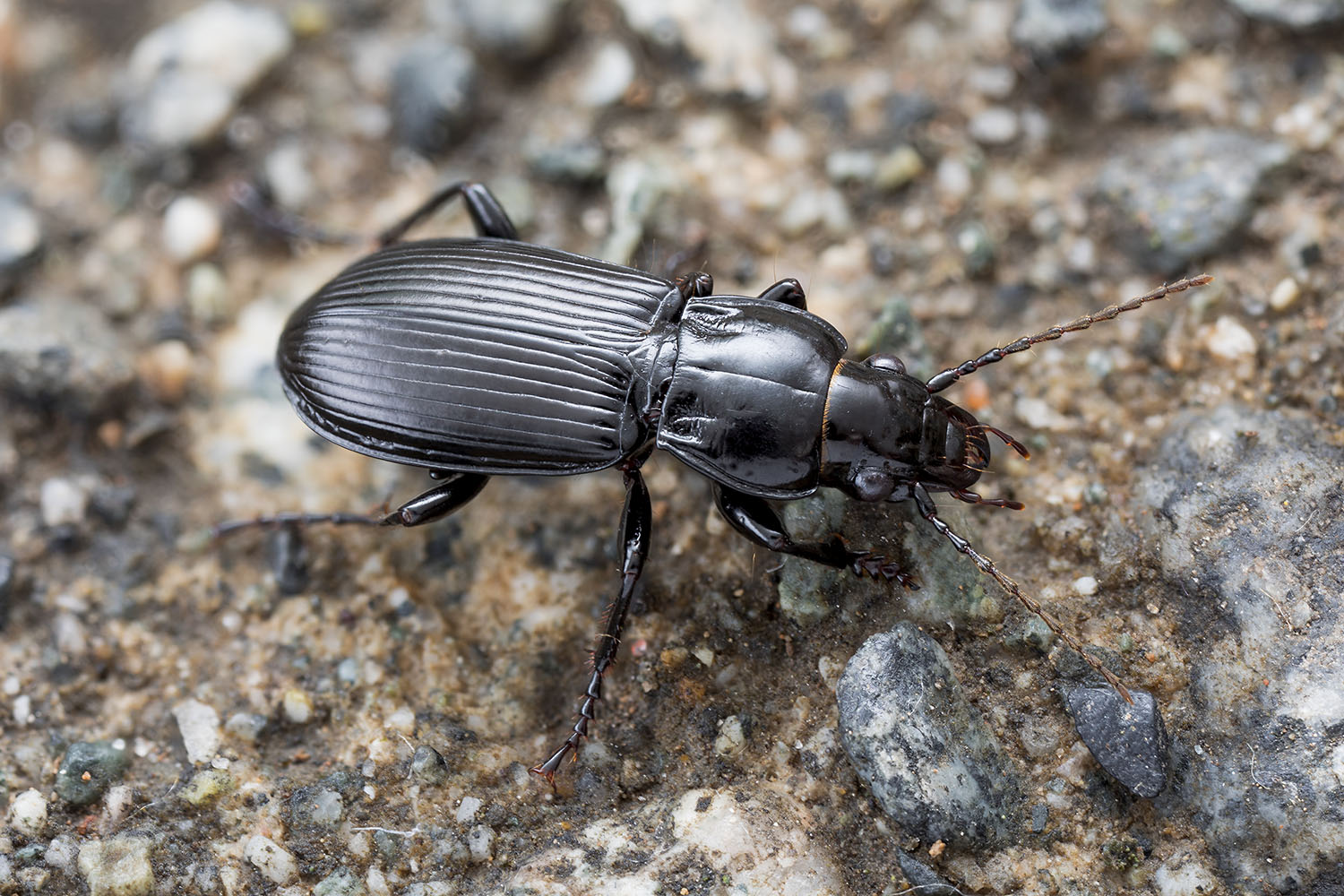 Pterostichus sp01 