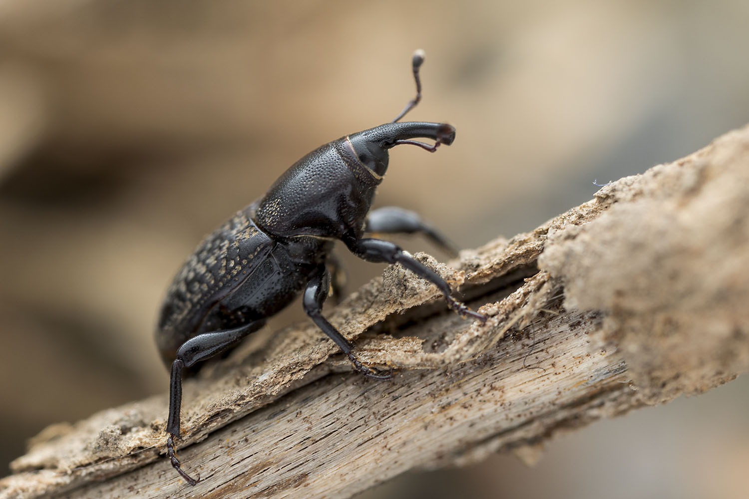 Sphenophorus cicatristriatus 