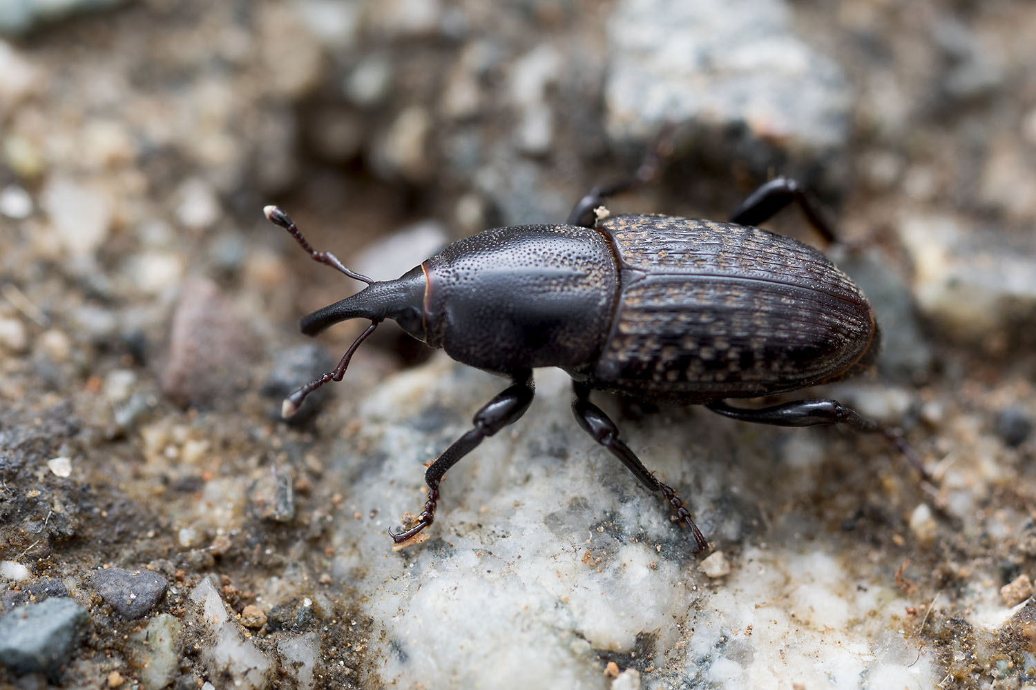 Sphenophorus cicatristriatus 