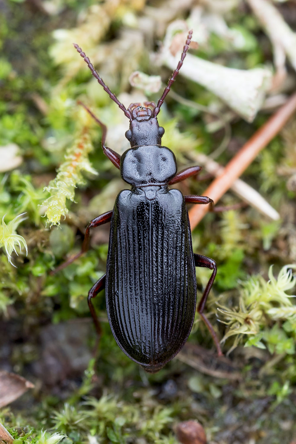 beetle unidentified57 