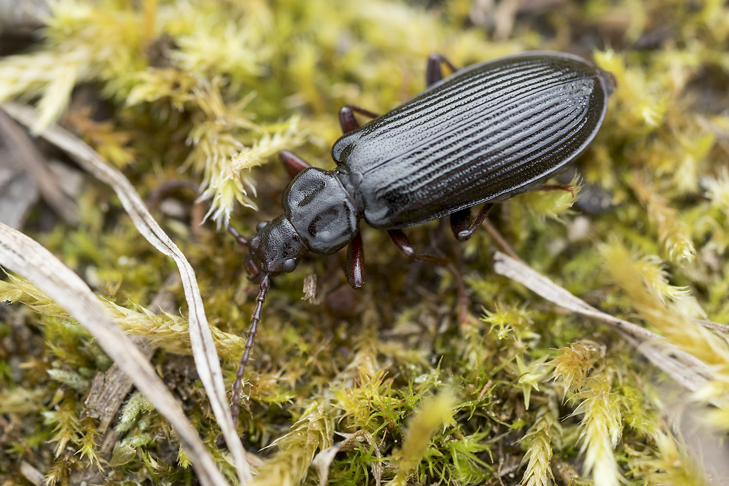 beetle unidentified57 