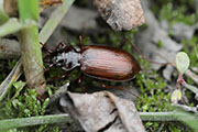 Nebria sp01 