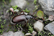 Nebria sp02 