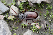 Nebria sp02 