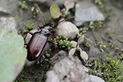 Nebria sp02 