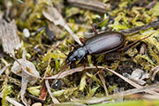 Nebria sp03 