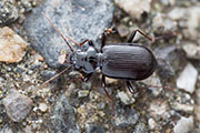 Nebria sp05 