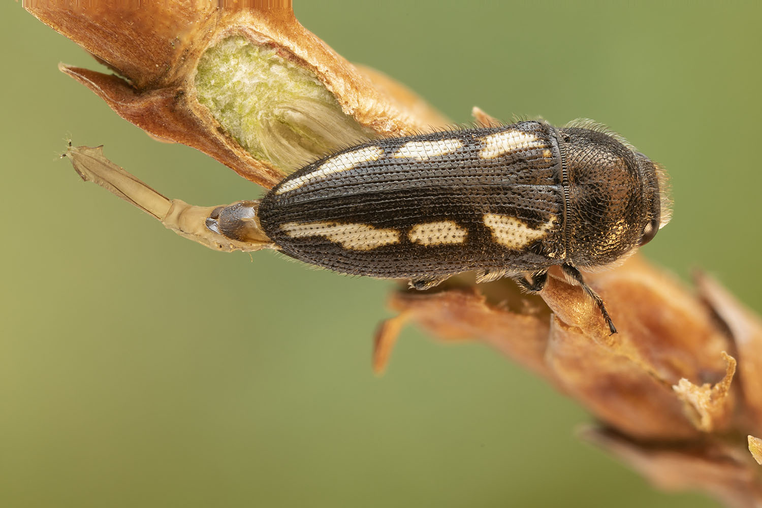 Acmaeodera bipunctata plagiata