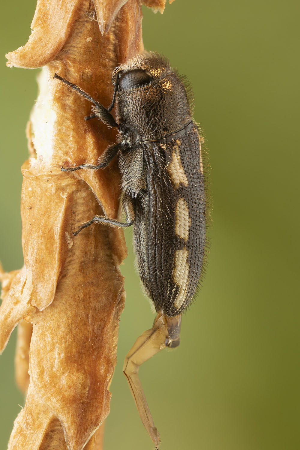 Acmaeodera bipunctata plagiata