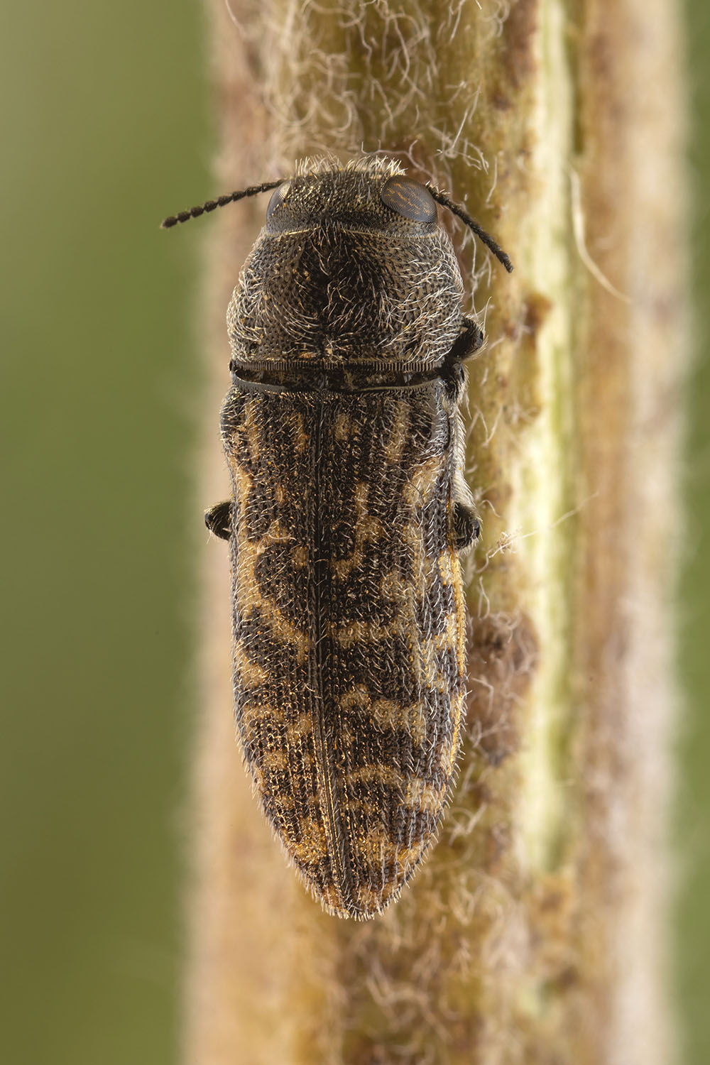 Acmaeodera cisti 