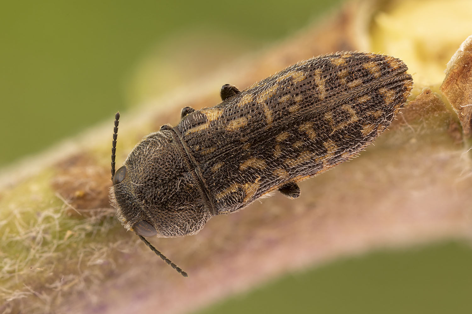 Acmaeodera cisti 