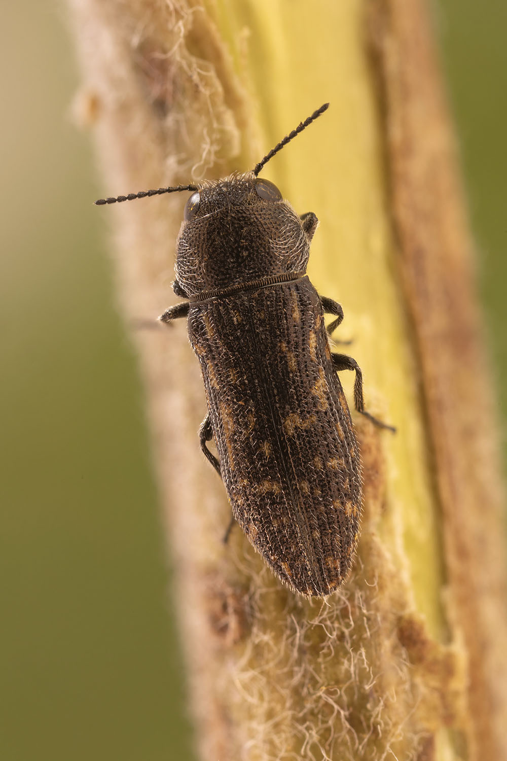 Acmaeodera cisti 