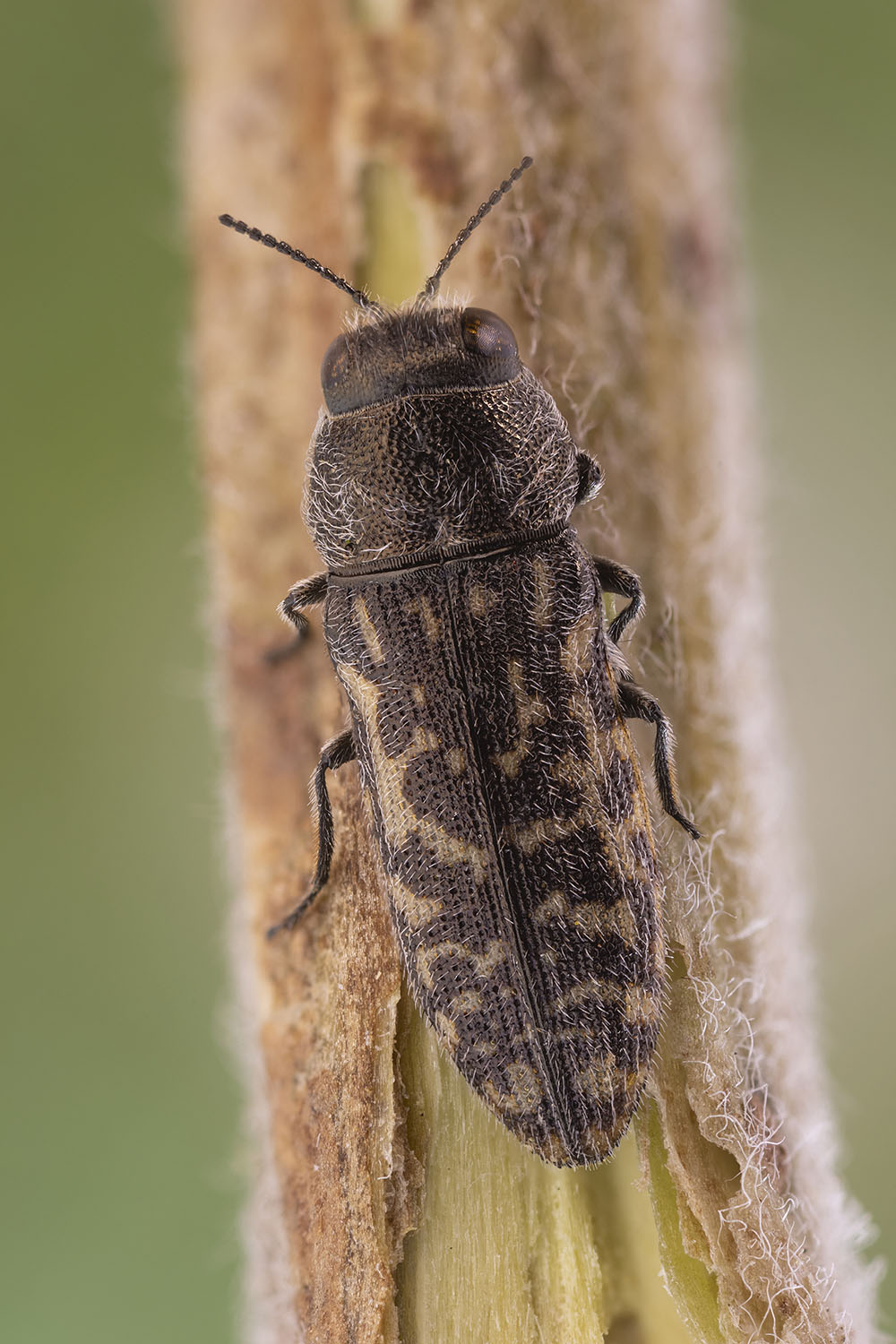 Acmaeodera cisti 