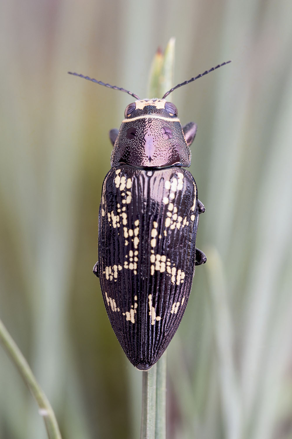 Buprestis bertheloti 