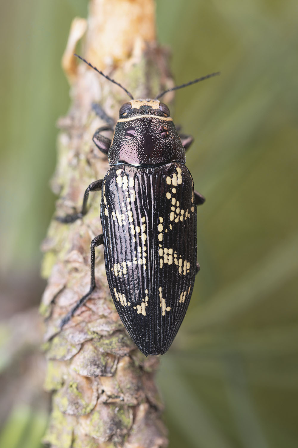 Buprestis bertheloti 