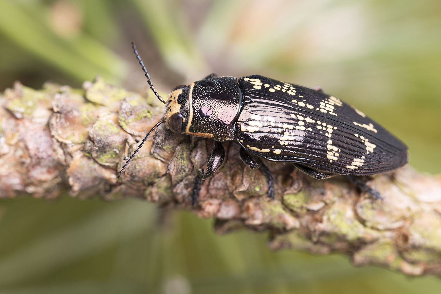 Buprestis bertheloti 