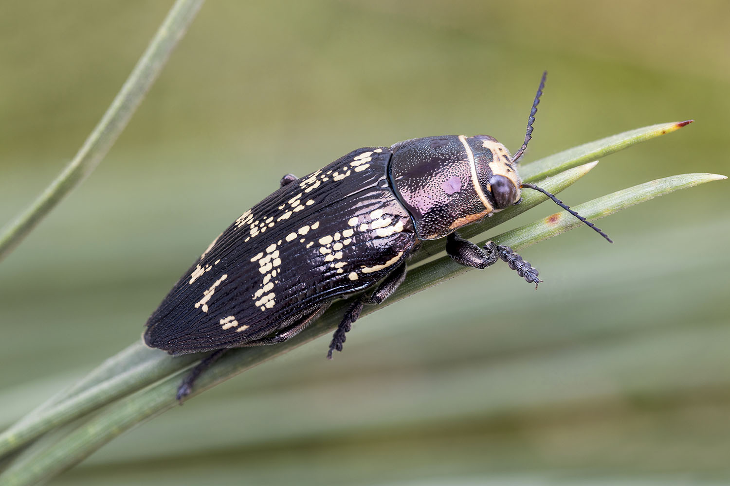 Buprestis bertheloti 