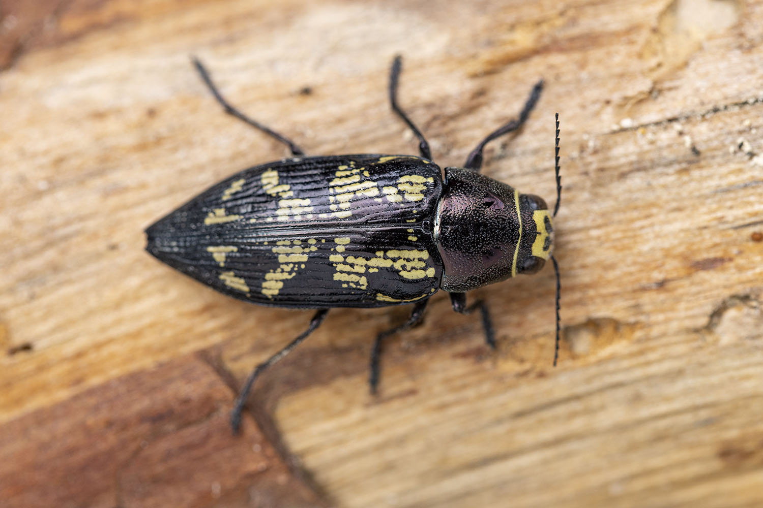 Buprestis bertheloti 