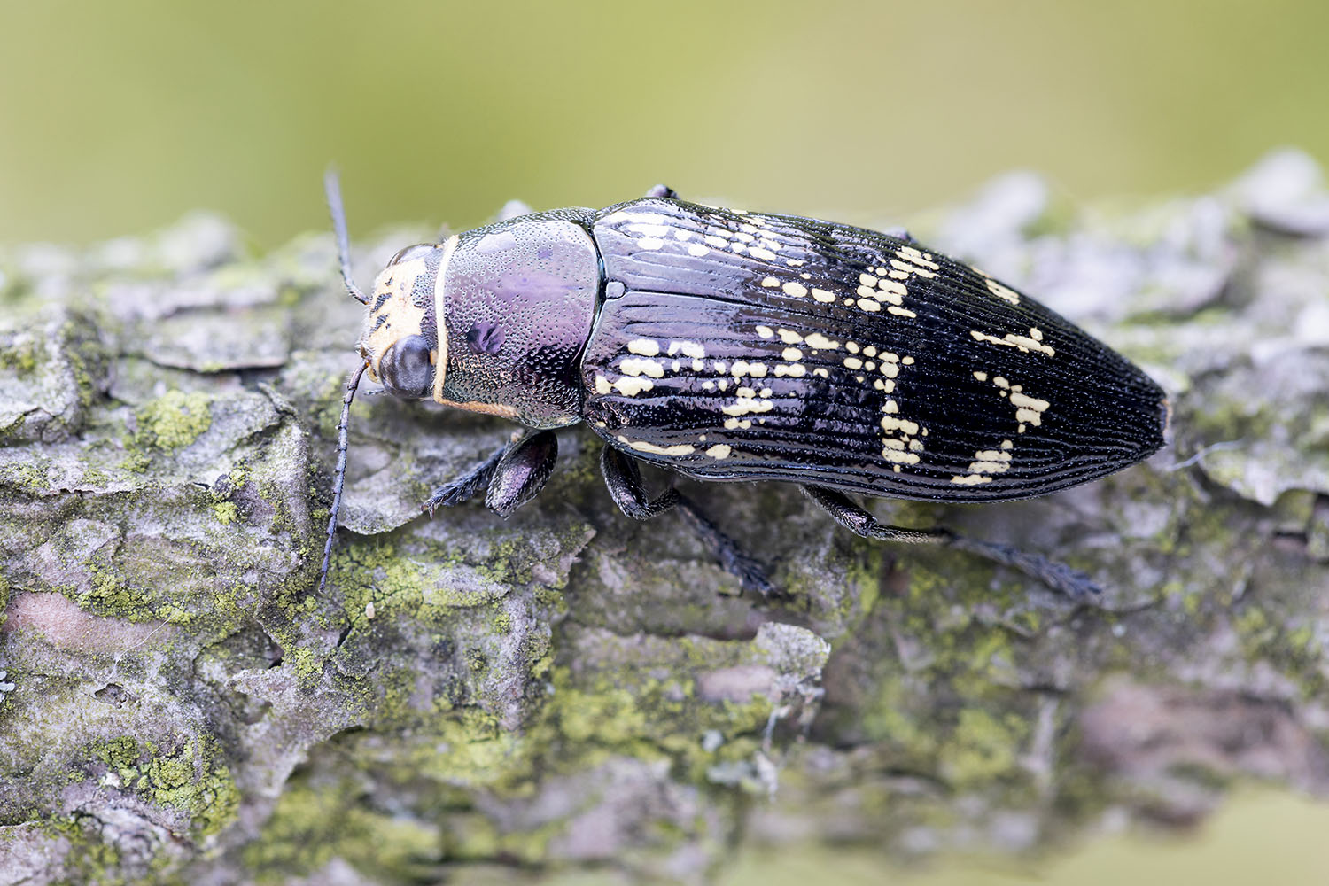 Buprestis bertheloti 