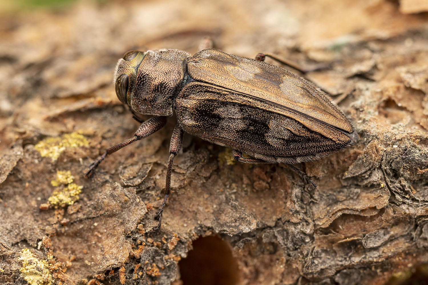 Chrysobothris grancanariae 