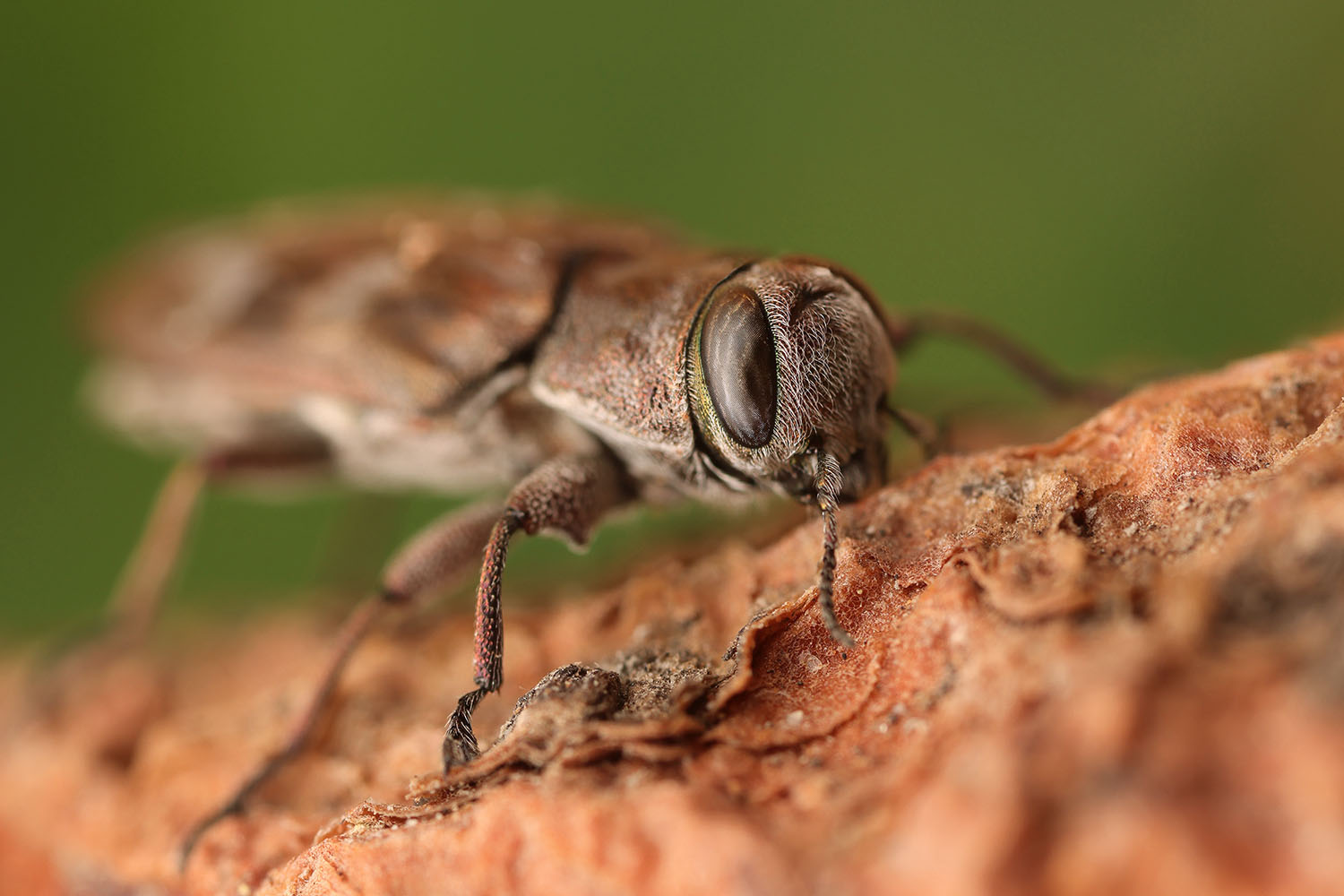 Chrysobothris grancanariae 