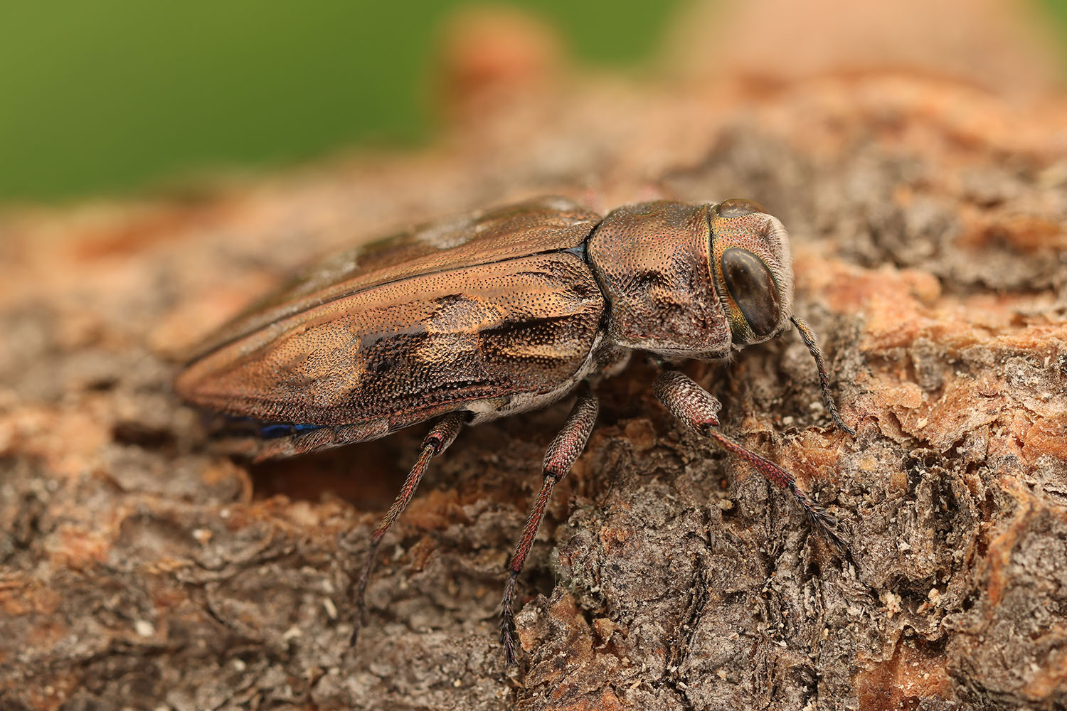 Chrysobothris grancanariae 