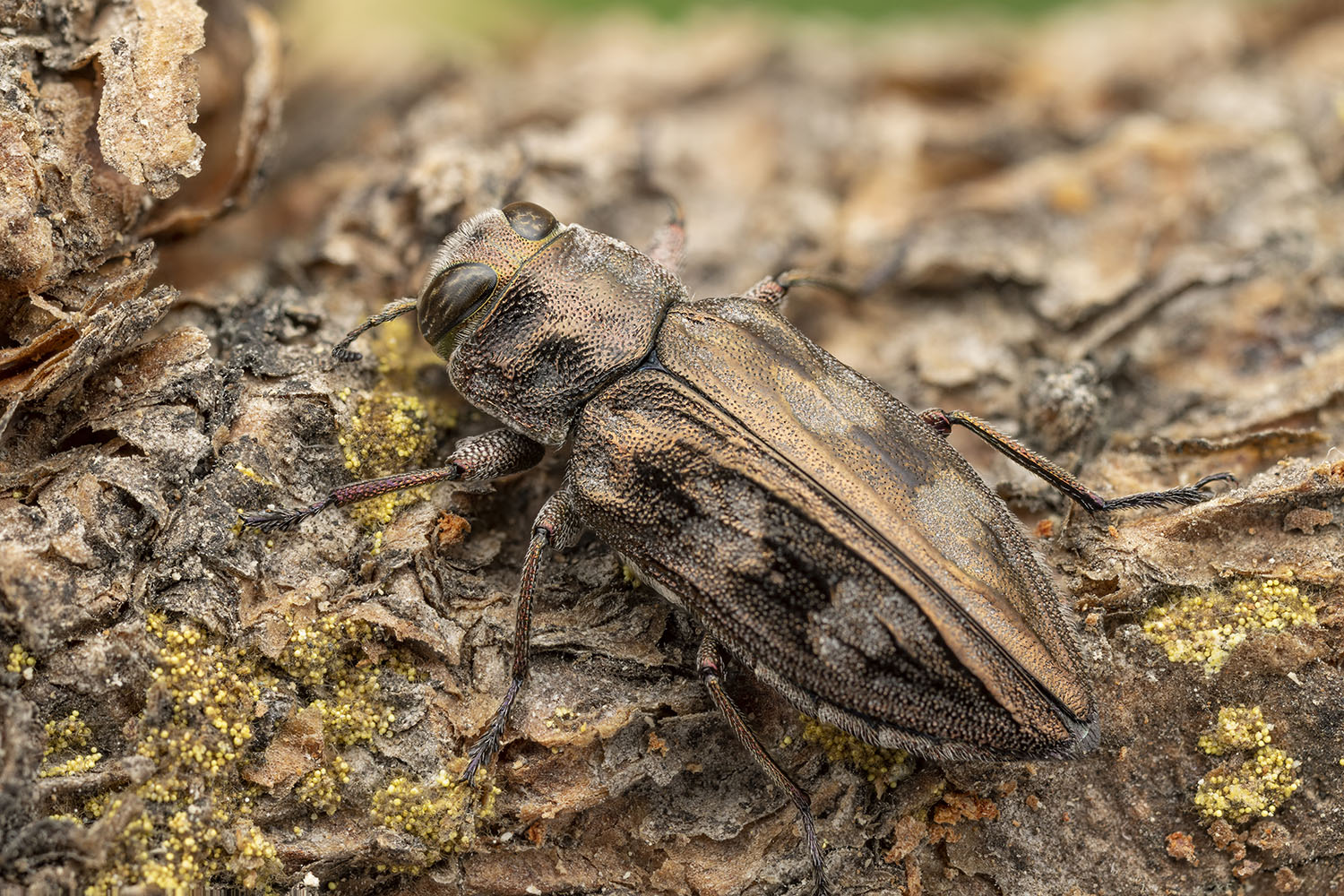 Chrysobothris grancanariae 